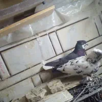 کبوتر نرو ماده