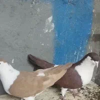 کبوتر خوشکل|پرنده|تربت جام, جامرود|دیوار