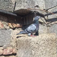 پلاکی ماده درجه یک|پرنده|آذرشهر, |دیوار