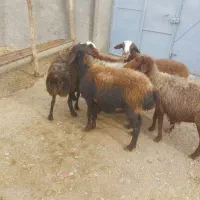 ۳۰راس گوسفند جوان گوشت خالص|حیوانات مزرعه|قزوین, |دیوار