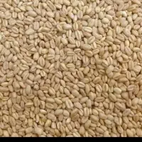 گندم خریدارم