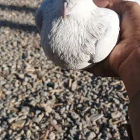 کفتر خال سرخ|پرنده|خاش, |دیوار