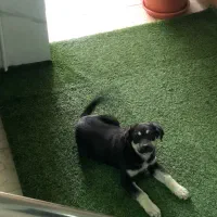 واگذاری سگ|سگ|شاهین‌شهر, نظامی|دیوار