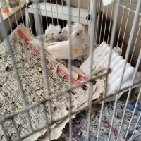 فنچ کینگ|پرنده|قرچک, مهدیه|دیوار