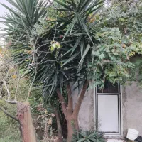 گل یوگا|گل و گیاه طبیعی|تالش, طولارود|دیوار