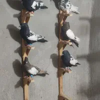 کبوتر رنگی