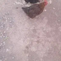 مرغ تخم گذار