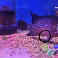 ماهی فلاور ماده توافقی معاوضه|ماهی|ری, دولتآباد|دیوار