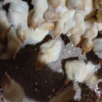 کارگر در واحد پرورش بوقلمون