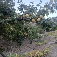 به درجه یک|خوردنی و آشامیدنی|موچش, |دیوار