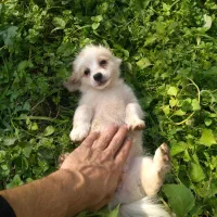 سگ پاکوتاه شیتزو اشپیتز پامریین