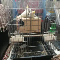 یک جفت عروس هلندی مولد  لوتینو