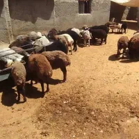 بره نر چاق|حیوانات مزرعه|تهران, پاسداران|دیوار