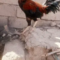 خروس لاری