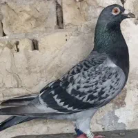 کبوتر پلاکی