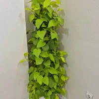 فروش گل شفلرا.بنجامین.اریکا.اشک ملکه