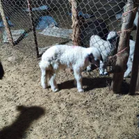 بره شیر خوار