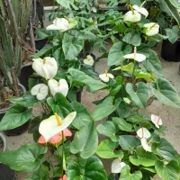 گل و گیاه|خدمات باغبانی و درختکاری|شهریار, شهریار|دیوار