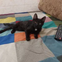 گربه