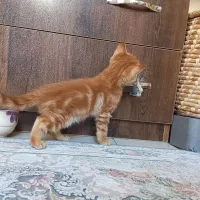واگذاری رایگان گربه
