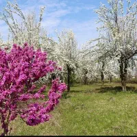 باغ گلابی با سند تک برگ