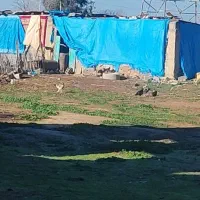 زمین برای سبزی شراکتی