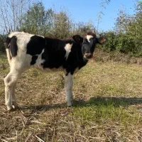 لیشه گاو شکم داردورگ سمینتال با گوساله اصیل|حیوانات مزرعه|گوراب زرمیخ, |دیوار