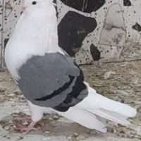 کبوتر دوکت آبی تهرانی