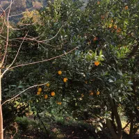 باِغ پرتغال