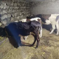 فروش گاو گوساله