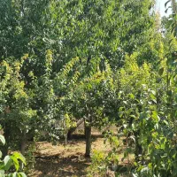 کردان ۴۹۰۰متر باغ تهاتر