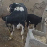 گاو گوساله داشتی نژاد هلشتاین