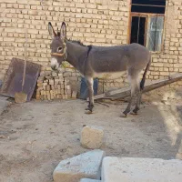 خر گلهای|حیوانات مزرعه|داران, |دیوار