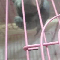 کاسکو سخنگو رام ۵۰ کلام|پرنده|ساری, |دیوار