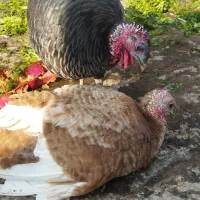 بوقلمون ماده