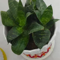 گل سانسوریا پا کوتاه