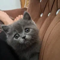 گربه بریتیش ماده