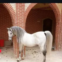 کره مادیان از طوفان کیانی با تاییده