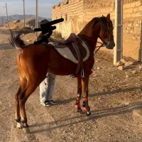 کره نریان گرد