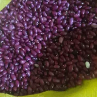 حبوبات|خوردنی و آشامیدنی|تهران, خواجه نظام الملک|دیوار