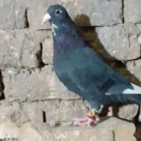 مینا سیاه کرمونی کفتر زدو خوردی