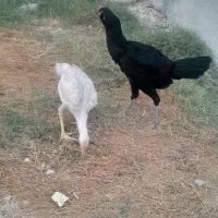 خروس لاری|حیوانات مزرعه|جم, |دیوار