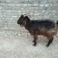 فروش یک عددبز دورگ|حیوانات مزرعه|یزد, |دیوار