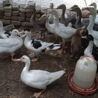 غاز|حیوانات مزرعه|گرگان, |دیوار