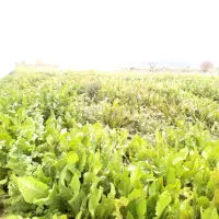 ۳۷۵مترزمین کاربری مسکونی واستعلامات