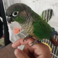 طوطی گرینچیک