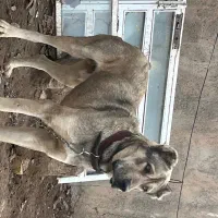 سگ سرابی اصل یک ساله