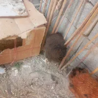 مرغ محلی تخمگذار. و تیش و خروس|حیوانات مزرعه|عنبرآباد, |دیوار