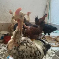 مرغ و خروس