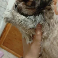 پکنیز شیتزو|سگ|بندر انزلی, شانگهای پرده|دیوار